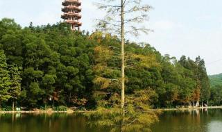 仙湖植物园旅游攻略